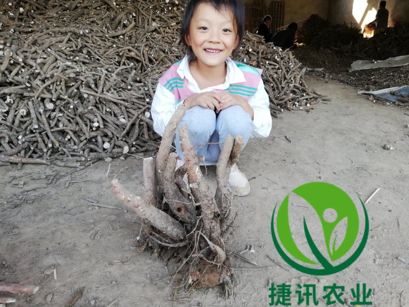 白芍种苗白芍芽头白芍子改良种苗成活率高