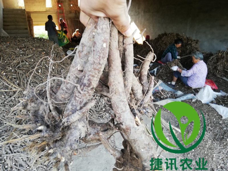 白芍种苗白芍芽头白芍子改良种苗成活率高