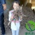 白芍种苗白芍芽头白芍子改良种苗成活率高