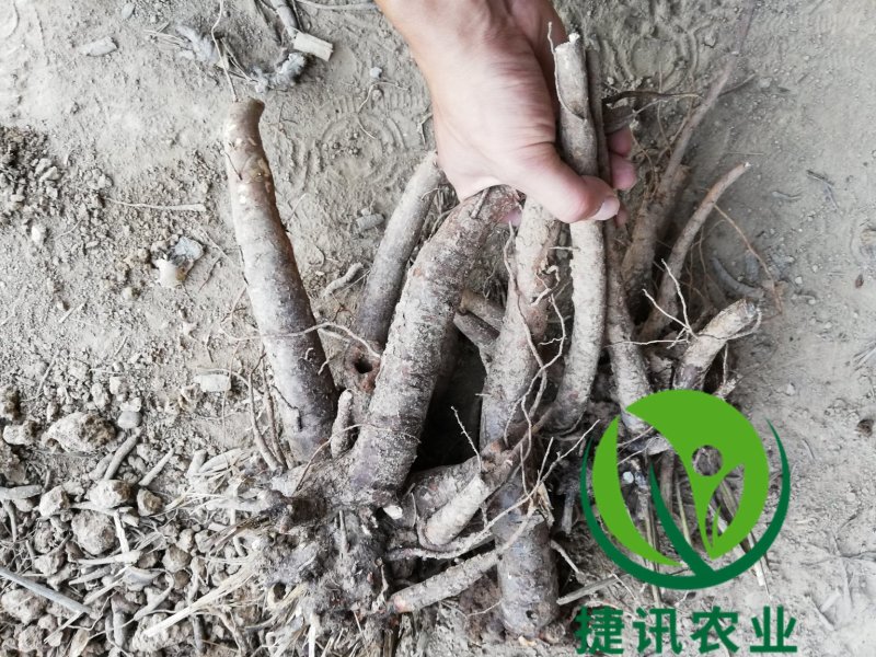 白芍种苗白芍芽头白芍子改良种苗成活率高