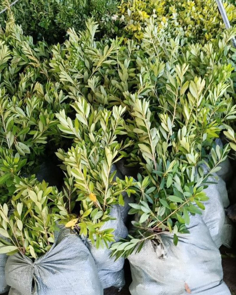 毛鹃毛杜鹃花苗树苗绿化带篱笆工程色块四季常青室外庭院植物