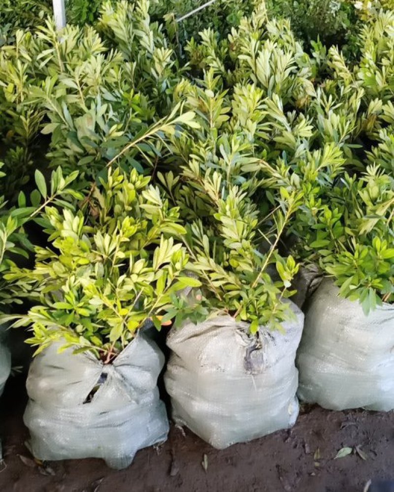 毛鹃毛杜鹃花苗树苗绿化带篱笆工程色块四季常青室外庭院植物