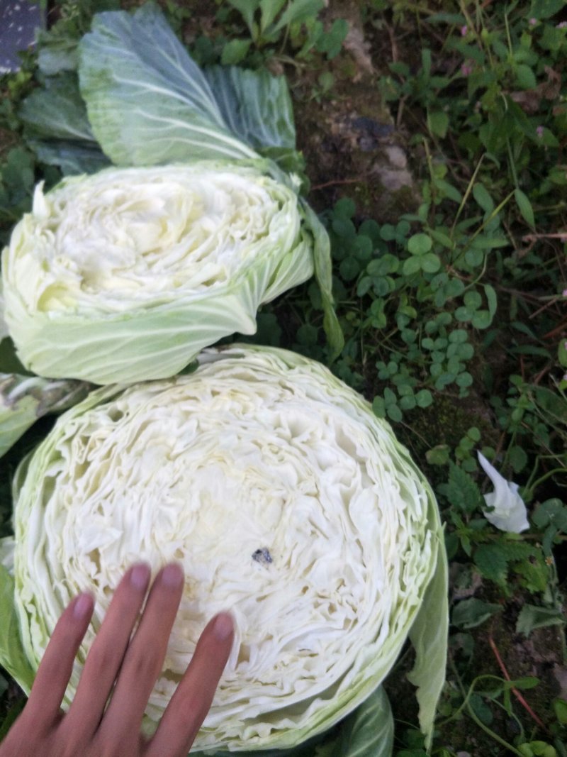 丰园包菜