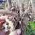 白芍白芍芽白芍种苗基地直销价格便宜成活率高