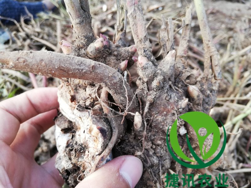 白芍白芍芽白芍种苗基地直销价格便宜成活率高