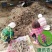 白芍白芍芽白芍种苗基地直销价格便宜成活率高