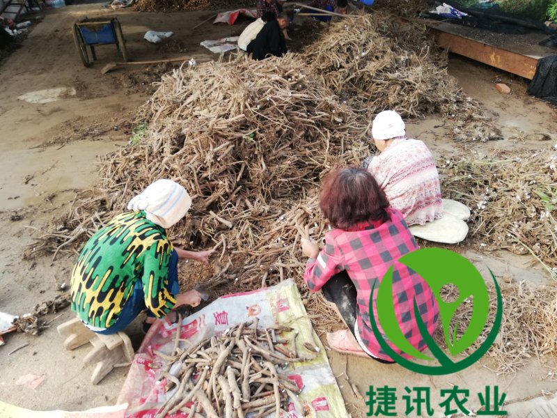 白芍白芍芽白芍种苗基地直销价格便宜成活率高