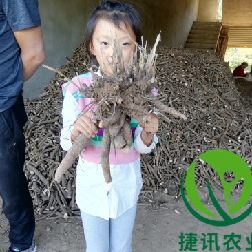白芍白芍芽白芍种苗基地直销价格便宜成活率高