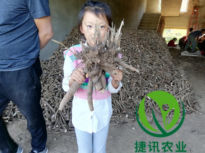 白芍白芍芽白芍种苗基地直销价格便宜成活率高