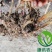 白芍白芍芽白芍种苗基地直销价格便宜成活率高