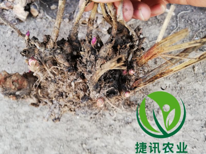 白芍白芍芽白芍种苗基地直销价格便宜成活率高