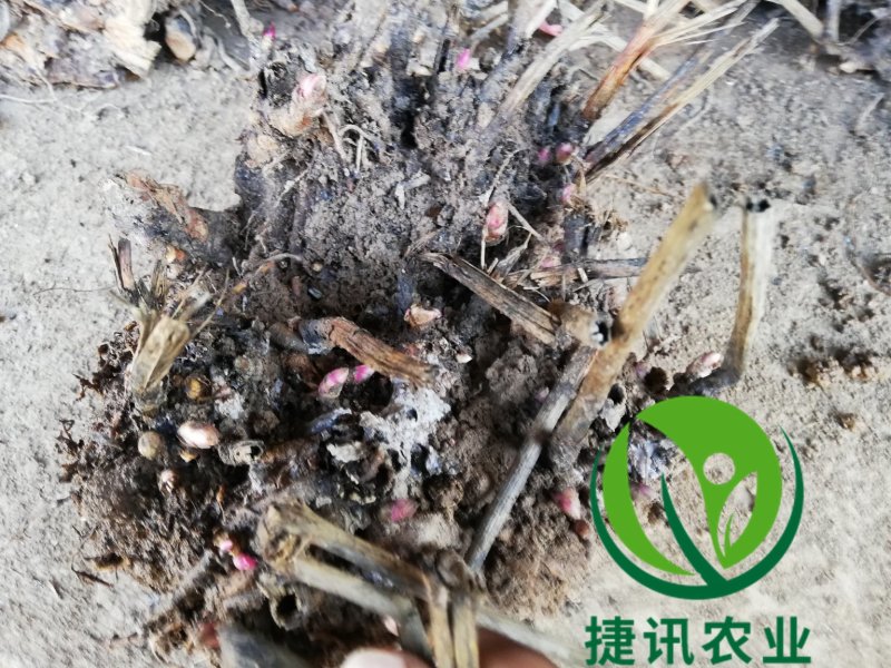 白芍白芍芽白芍种苗基地直销价格便宜成活率高