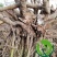白芍白芍芽白芍种苗基地直销价格便宜成活率高