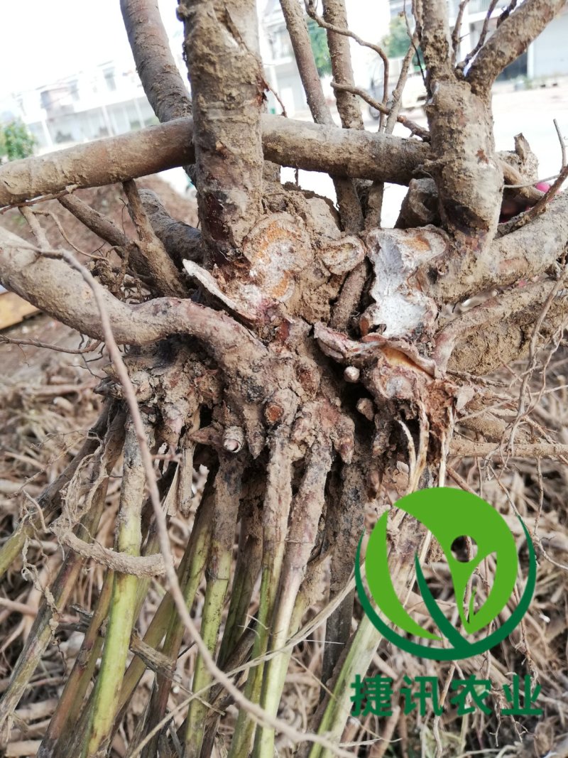 白芍白芍芽白芍种苗基地直销价格便宜成活率高