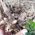 白芍白芍芽白芍种苗基地直销价格便宜成活率高