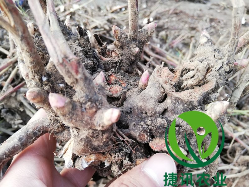 白芍白芍芽白芍种苗基地直销价格便宜成活率高