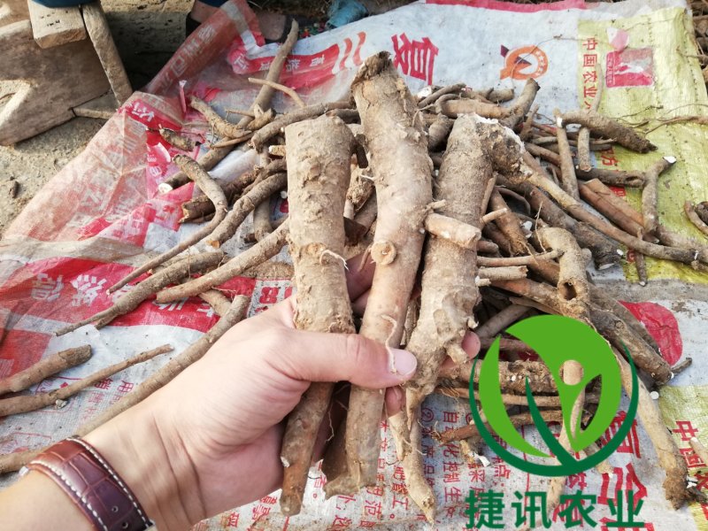 白芍白芍芽白芍种苗基地直销价格便宜成活率高