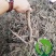 白芍白芍芽白芍种苗基地直销价格便宜成活率高