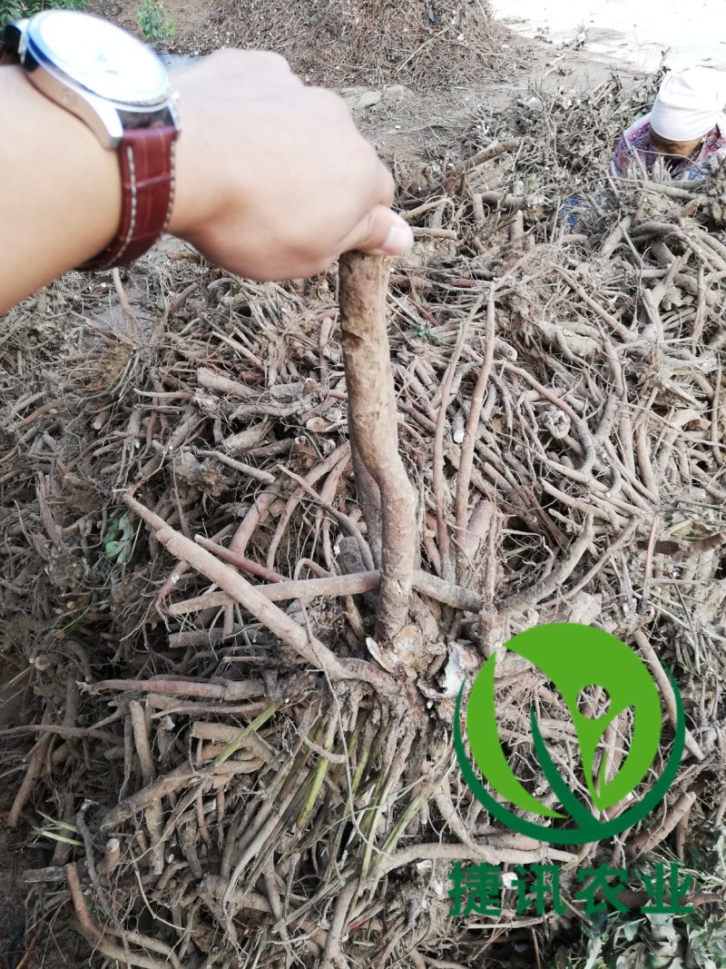 白芍白芍芽白芍种苗基地直销价格便宜成活率高