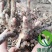 白芍白芍芽白芍种苗基地直销价格便宜成活率高