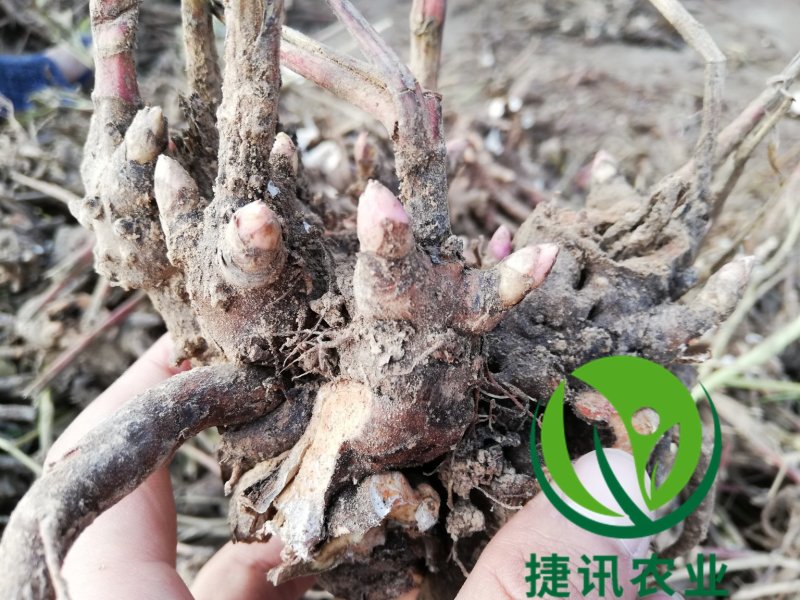 白芍白芍芽白芍种苗基地直销价格便宜成活率高
