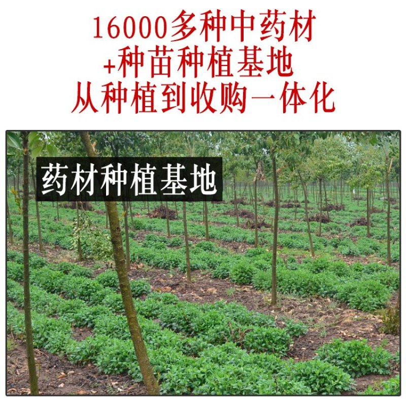 党参片中药材片中药方党参打粉中药店铺中草药馆