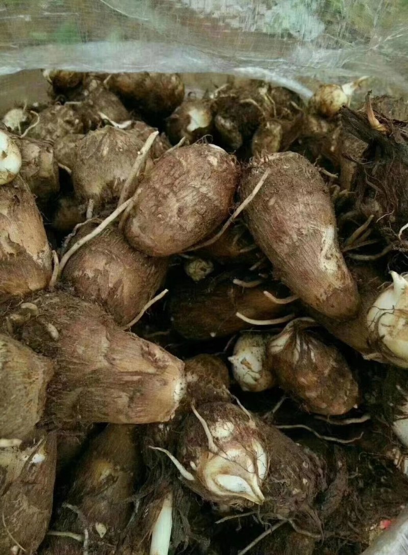 8520芋头，毛芋头，大球，中球，小球大量现货，货源充足