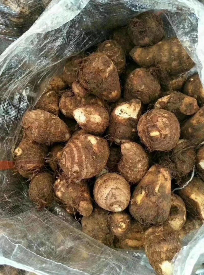 8520芋头，毛芋头，大球，中球，小球大量现货，货源充足