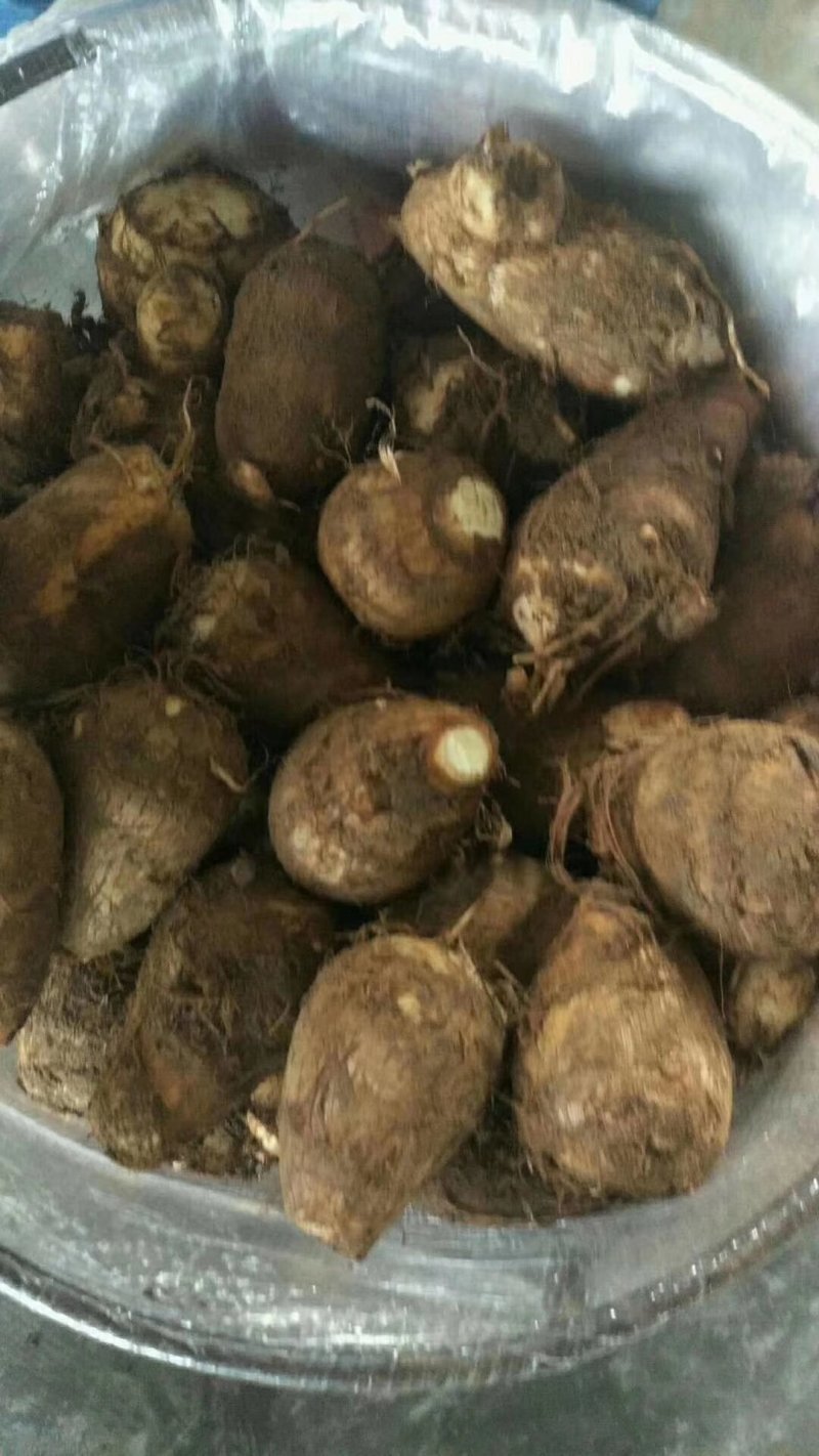 8520芋头，毛芋头，大球，中球，小球大量现货，货源充足