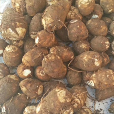 8520芋头，毛芋头，大球，中球，小球大量现货，货源充足