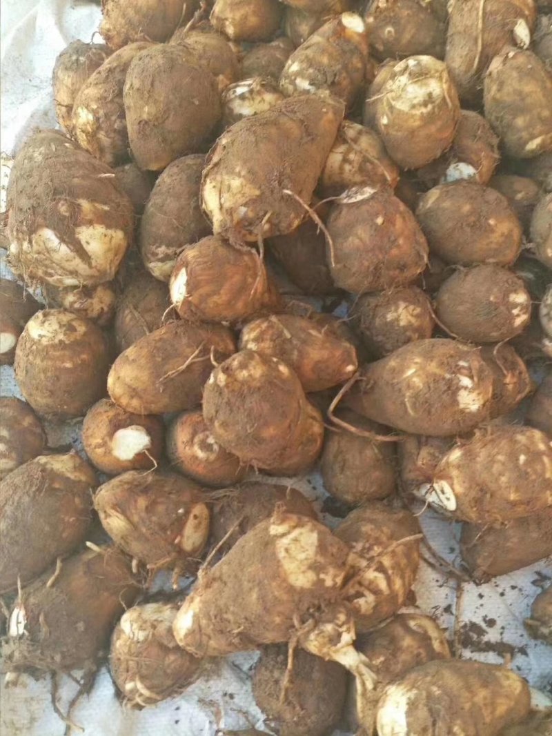 8520芋头，毛芋头，大球，中球，小球大量现货，货源充足