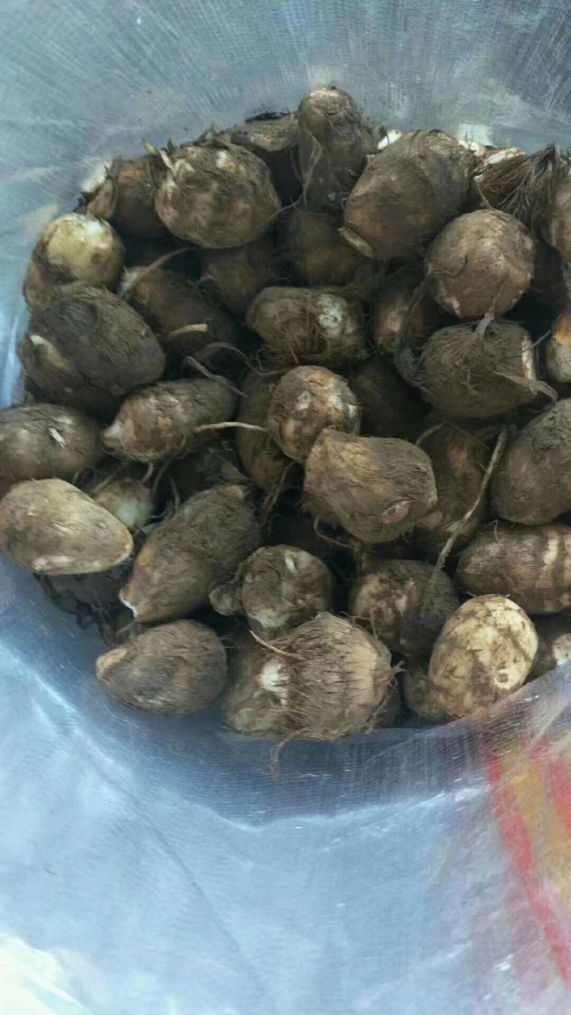 8520芋头，毛芋头，大球，中球，小球大量现货，货源充足