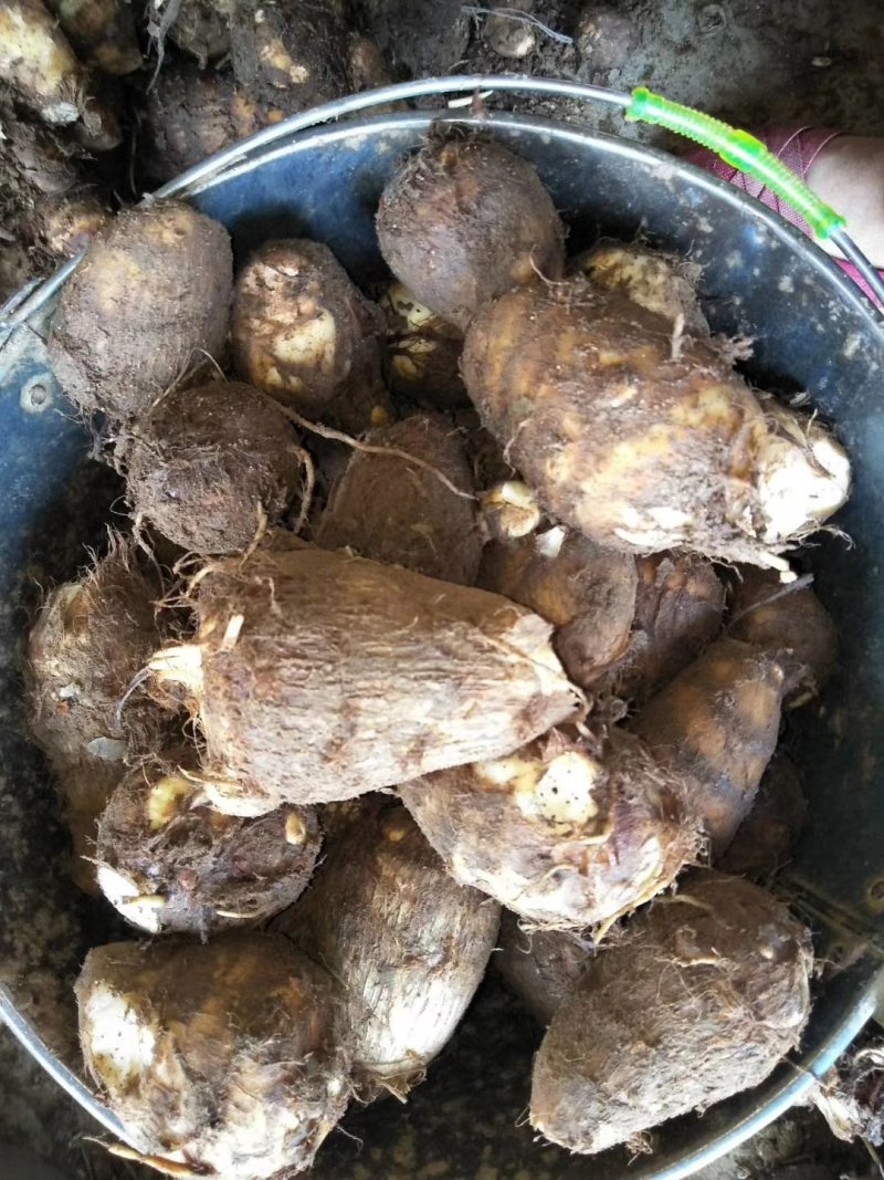 8520芋头，毛芋头，大球，中球，小球大量现货，货源充足