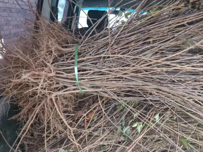 连翘苗