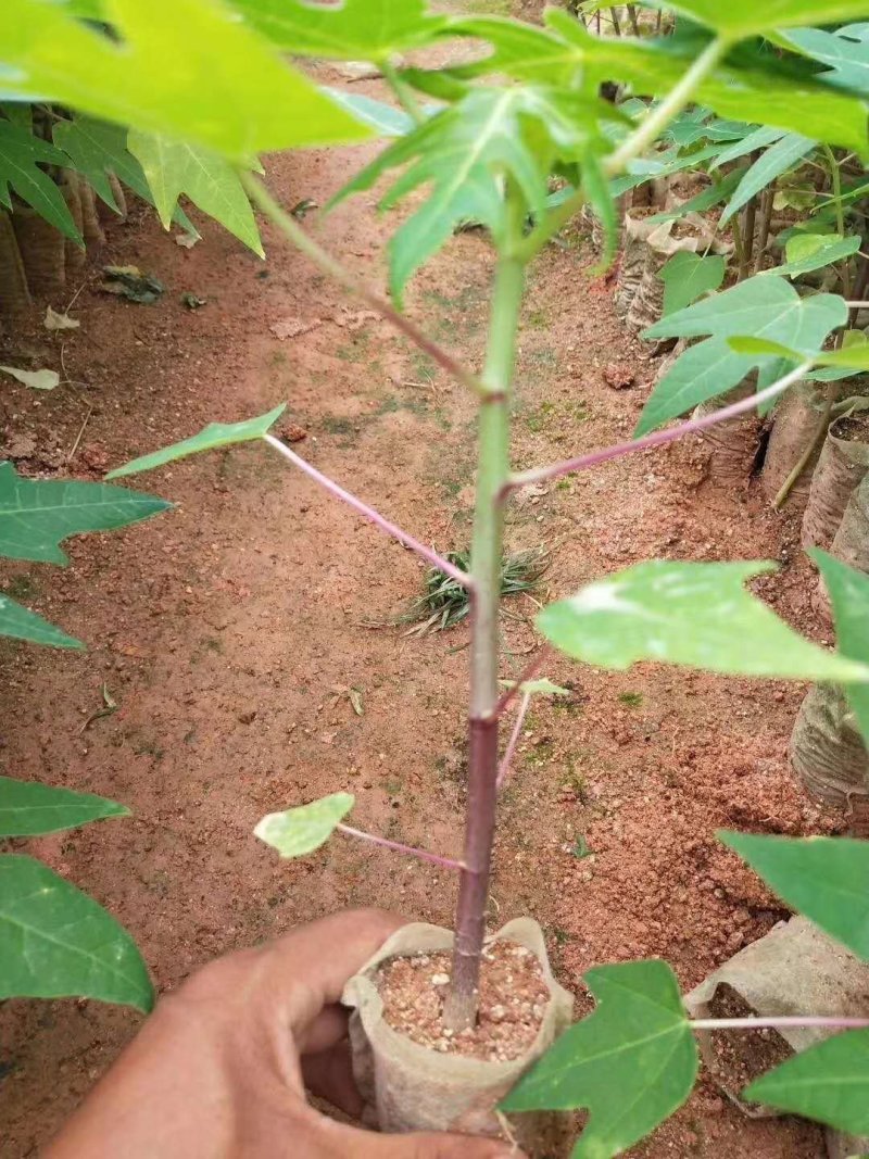 黄金木瓜苗新品种 可视频看货 支持线上交易 产地直销