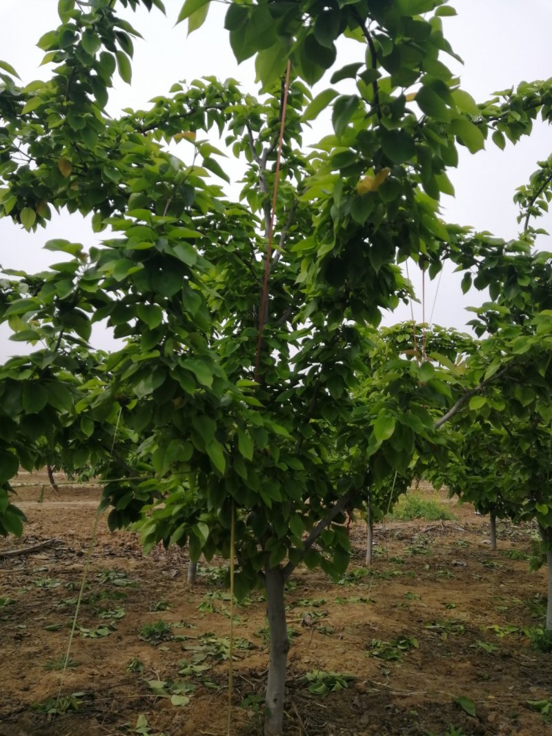 10公分梨树，果木树