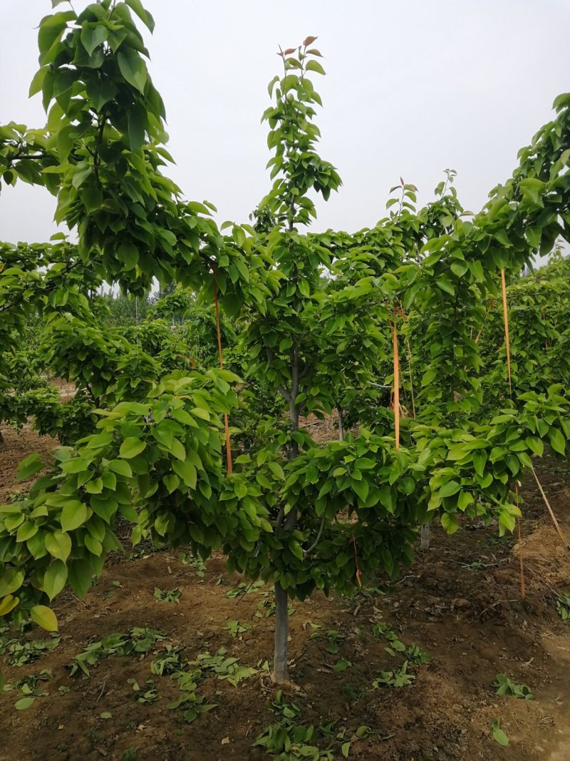 10公分梨树，果木树