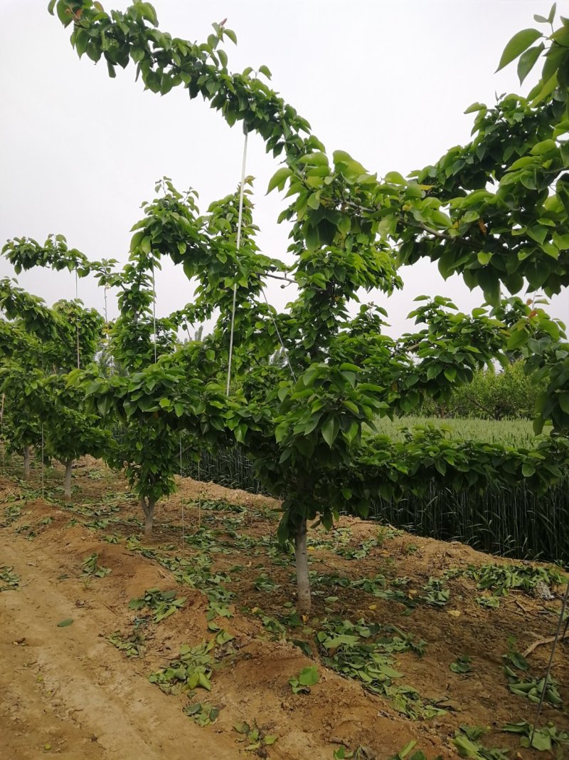 10公分梨树，果木树