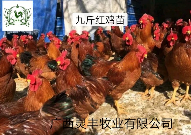 红玉鸡苗，九斤红鸡苗，质量保证，包运输成活