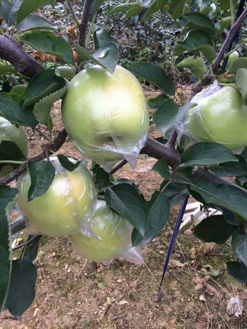 正宗王林苹果基地直发，支持一件代发