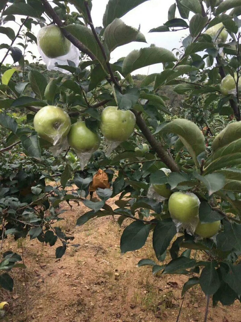 正宗王林苹果基地直发，支持一件代发