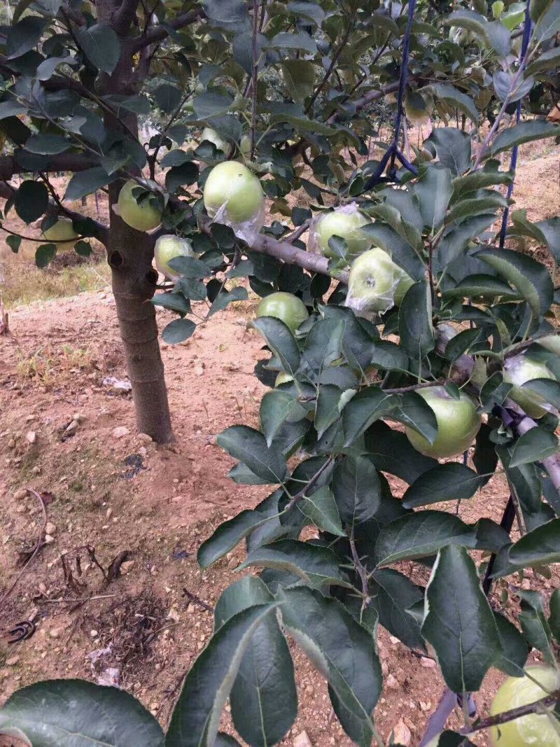 正宗王林苹果基地直发，支持一件代发