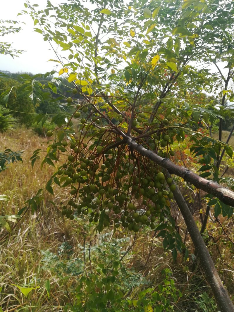 苦楝叶苦楝枝川楝子，根都供鲜货
