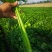 河南精品芹菜小颗西芹菜货源稳定打捆现採