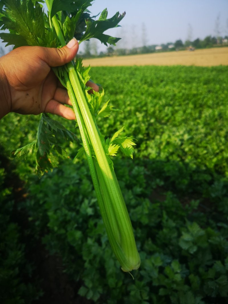 河南精品芹菜小颗西芹菜货源稳定打捆现採