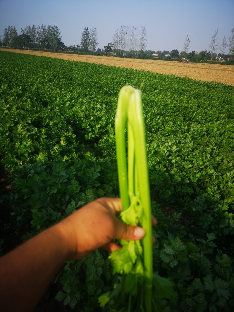 河南精品芹菜小颗西芹菜货源稳定打捆现採