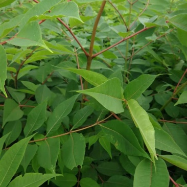 黄菠萝小苗黄柏种子绿化小苗规格全量大优惠
