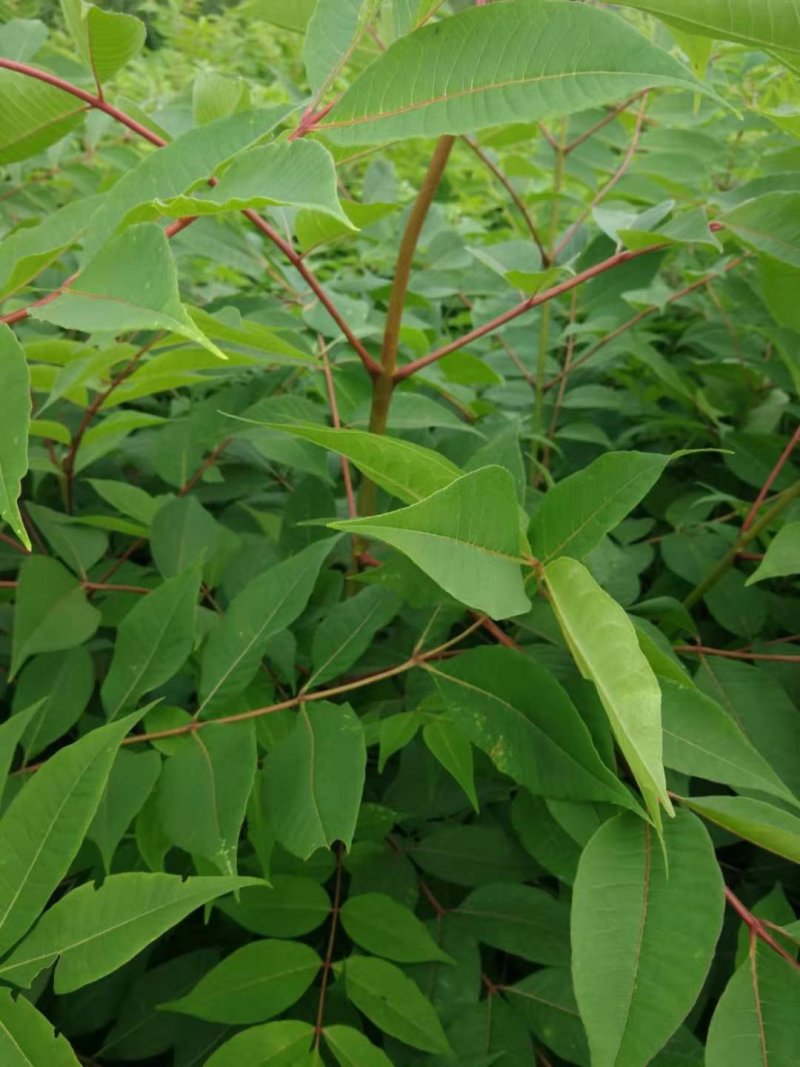 黄菠萝小苗黄柏种子绿化小苗规格全量大优惠