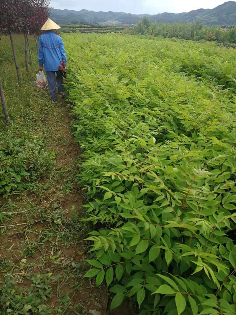 黄菠萝小苗黄柏种子绿化小苗规格全量大优惠