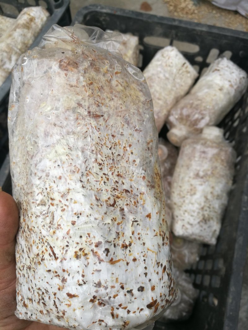 大球盖菇菌种，赤松茸菌种